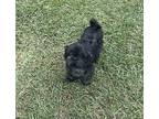 Tazzie Shih Tzu Adult Male