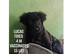 Lucas Labrador Retriever Young Male