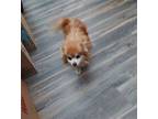 Buddy Pomeranian Adult Male