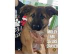 Molly Mixed Breed (Medium) Young Female