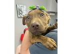 Trina American Pit Bull Terrier Puppy Female