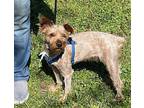 Tramp Yorkie, Yorkshire Terrier Adult Male