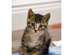 Callie Domestic Shorthair Kitten Female