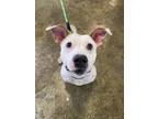 Peggie Ann Basset Hound Adult Female