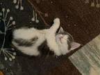 Ditto Domestic Longhair Kitten Male