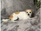 Spike Chihuahua Adult Male