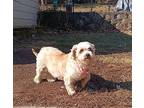 Esther Bichon Frise Adult Female