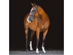 Hunter Jumper Large Pony