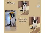 Viva Border Collie Adult Female