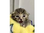 Glitzy Glam Domestic Mediumhair Young Female