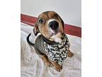 Spencer Mixed Breed (Large) Puppy Male