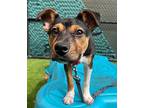 Maxine Mixed Breed (Medium) Puppy Female