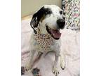 Perdita Hound (Unknown Type) Adult Female