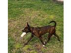 Pebbles Whippet Young Female