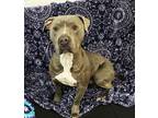 Casper 40621 American Pit Bull Terrier Adult Male