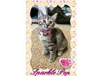 Sparkle Pop Domestic Mediumhair Young Female