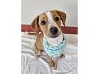Lorna Doone Mixed Breed (Medium) Puppy Female