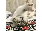 Otera Domestic Shorthair Young Female