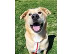 Buddy 40267 Labrador Retriever Young Male