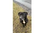 Diablo Labrador Retriever Adult Male