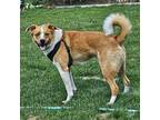 Copper (Lassie) Border Collie Adult Male