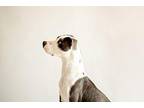 Ham 40580 Great Dane Adult Male