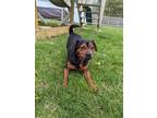 Po Boy Miniature Pinscher Young Male
