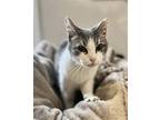 Monica Domestic Shorthair Senior Female