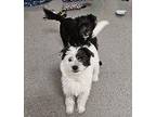 Amaze Mixed Breed (Small) Puppy Male