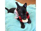 Hyacinth American Pit Bull Terrier Puppy Female