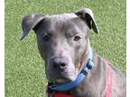 HAROLD American Pit Bull Terrier Young Male
