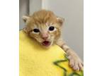Egbert Domestic Mediumhair Young Male