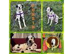 Fonzie Dalmatian Adult Male