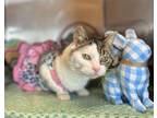 Adopt Miley a Domestic Short Hair