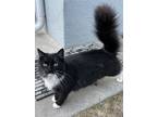 Adopt MINNIE a Maine Coon, Tuxedo