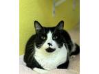 Adopt Beans a Domestic Short Hair