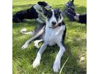 Adopt ASHLEY a Border Collie