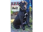 Adopt Bell a Mixed Breed, Labrador Retriever