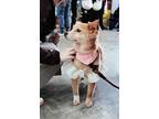 Adopt Jinhee a Red/Golden/Orange/Chestnut Australian Shepherd / Mixed dog in