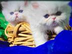 Doll Face Blue Eyed White Persians