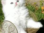 Gorgeous Dollface Persian White Male
