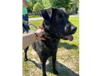 Adopt Josie a Labrador Retriever, Chow Chow