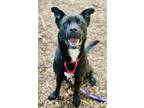 Adopt Baby Dog a Shepherd