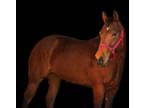 Cutting horse prospect