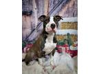 Adopt Gibler a Merle American Pit Bull Terrier / Mixed Breed (Medium) / Mixed