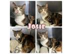 Adopt Josie a Domestic Short Hair, Calico