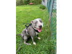 Adopt Bella a American Staffordshire Terrier, Pit Bull Terrier