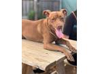 Adopt Quinn a Chocolate Labrador Retriever, Mixed Breed