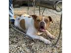 Adopt Violet Rose a Boxer, Mixed Breed