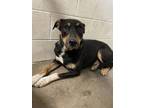 Adopt Madam Misty a German Pinscher, Doberman Pinscher
